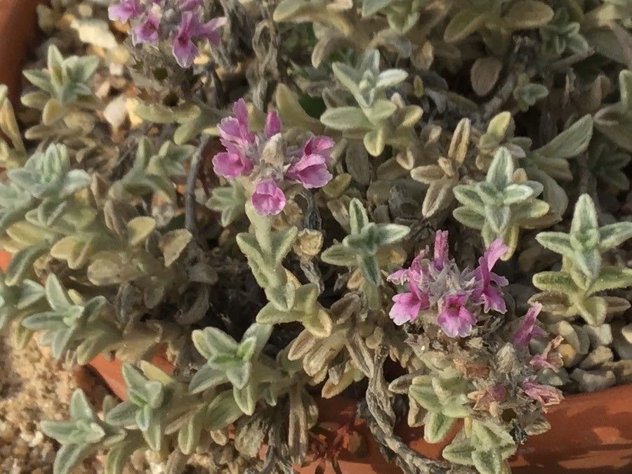 Sideritis stachydioides leaf