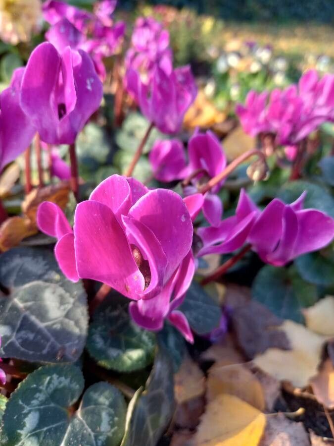 Cyclamen purpurascens flower