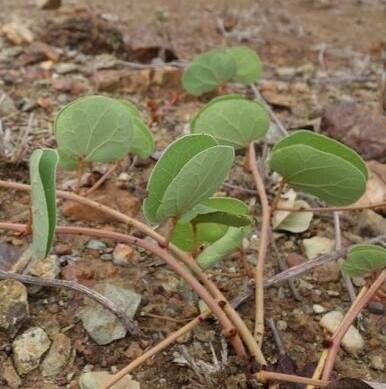 Tylosema fassoglense habit