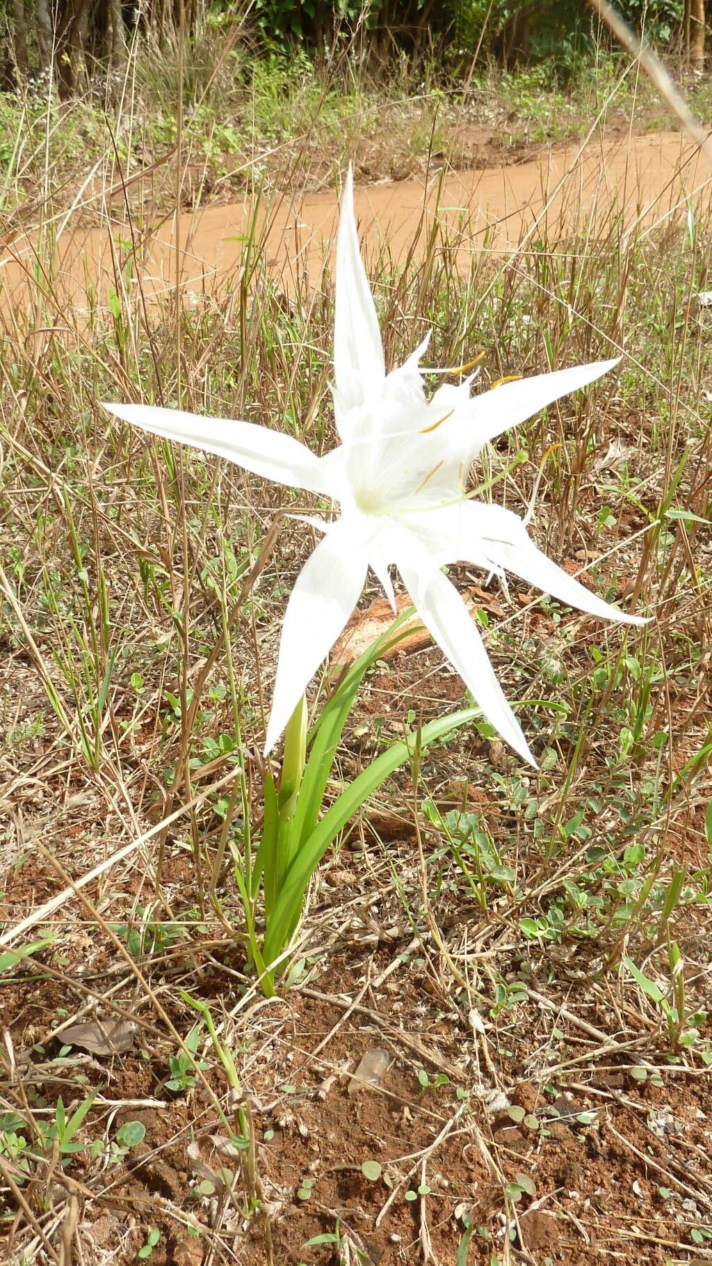 Pancratium tenuifolium — search result for 'Pancratium'