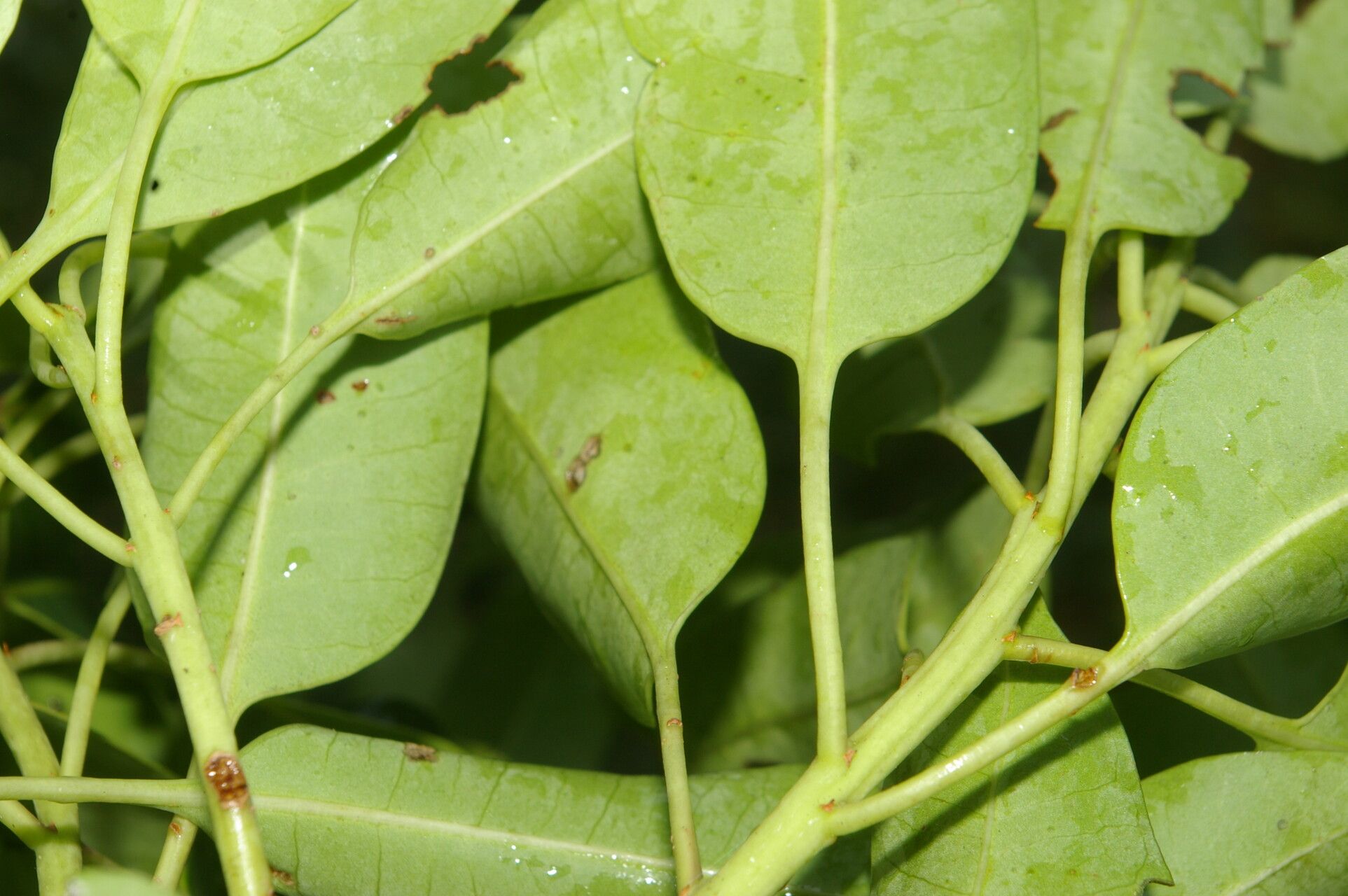 Ilex costaricensis fruit