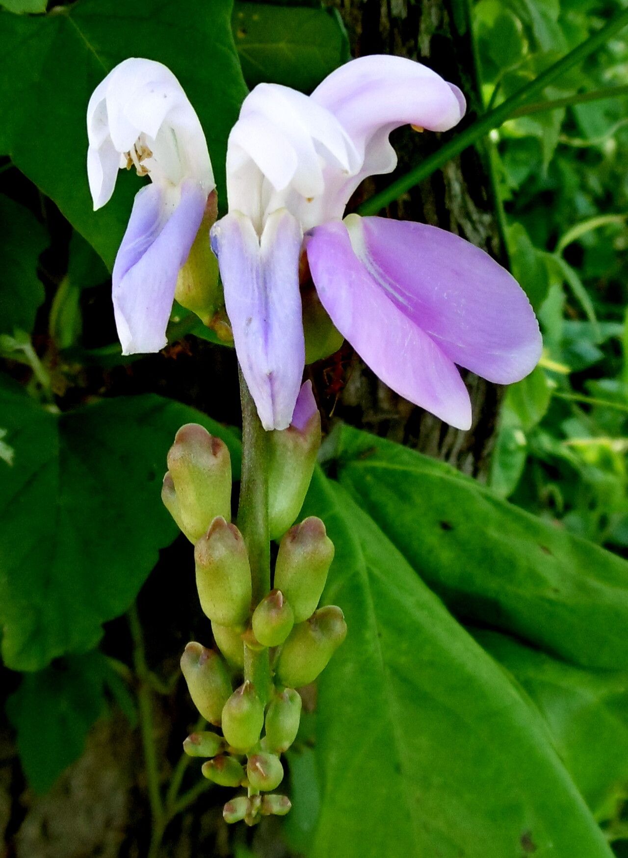 Canavalia cathartica flower