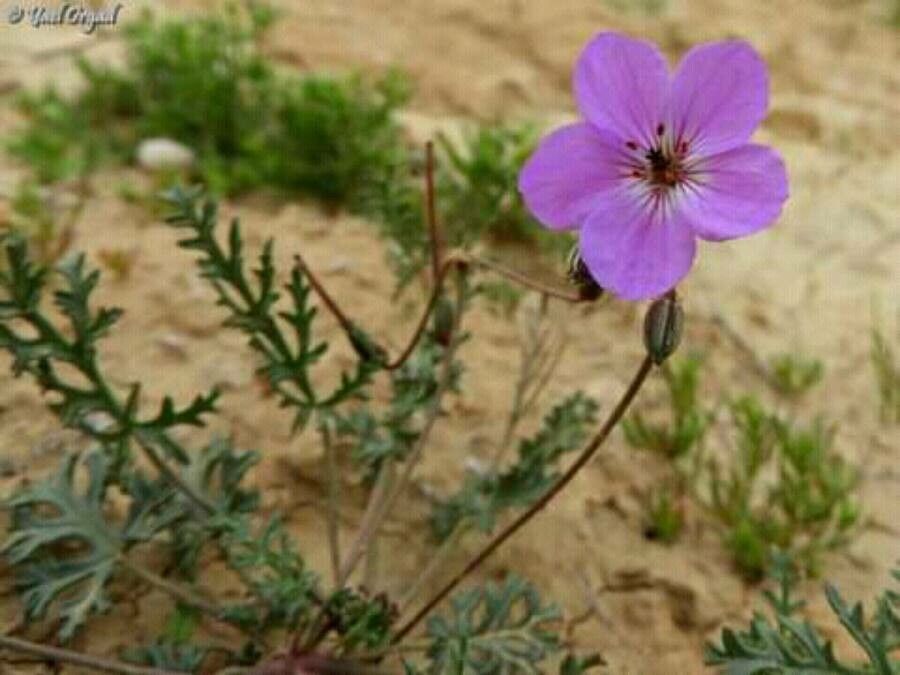 Erodium crassifolium flower