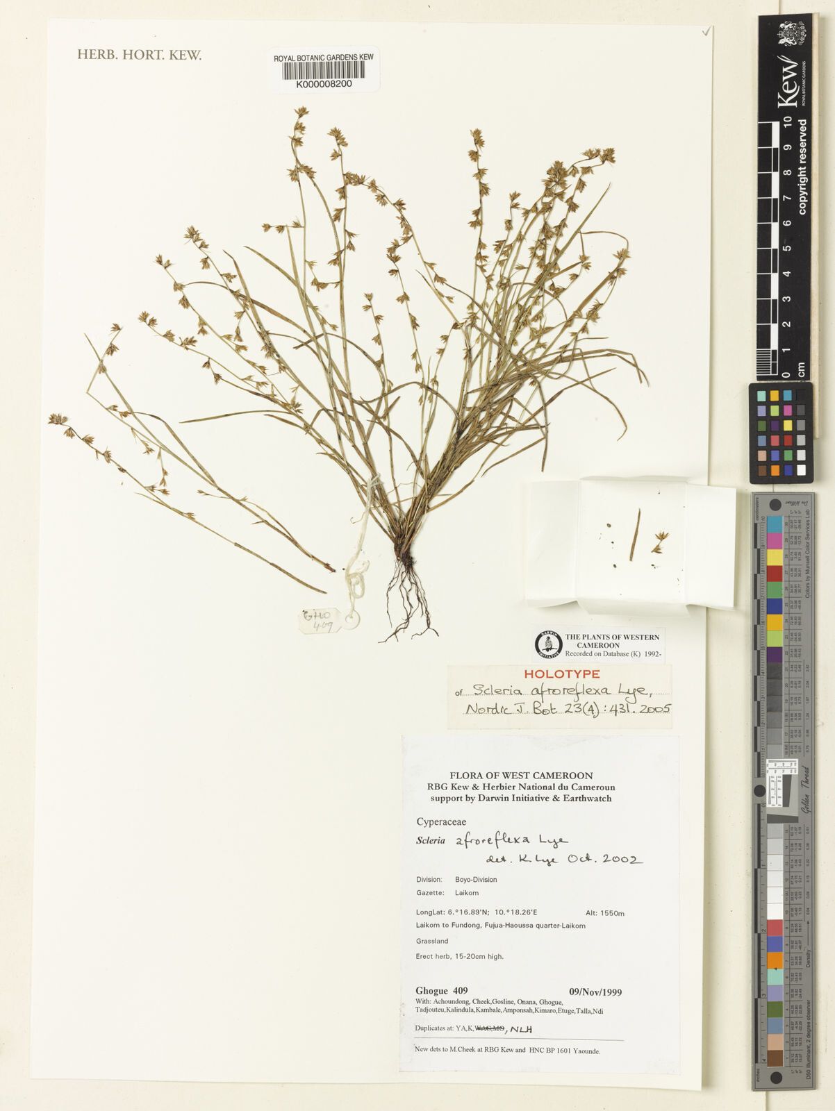 Scleria afroreflexa — related species from the same genus