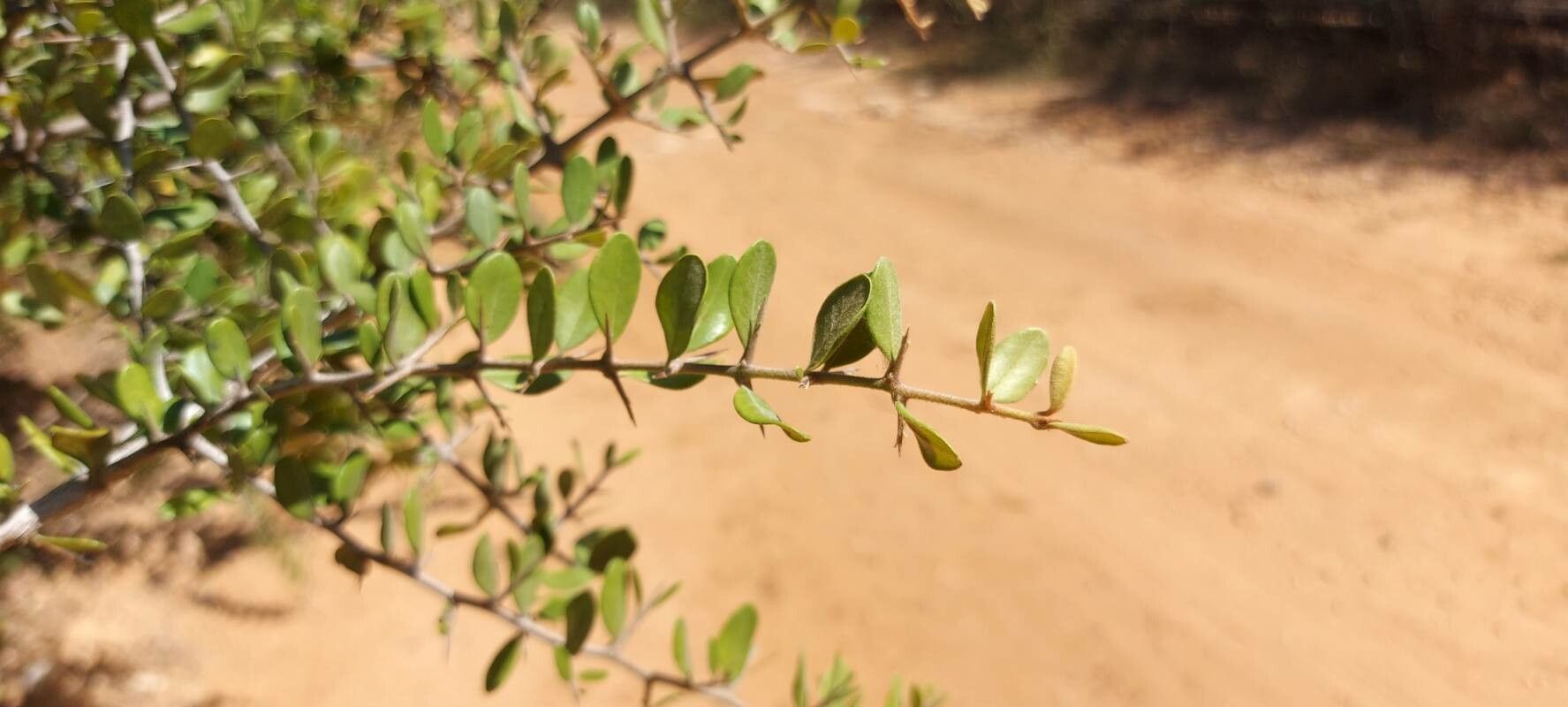 Sideroxylon spinosum leaf