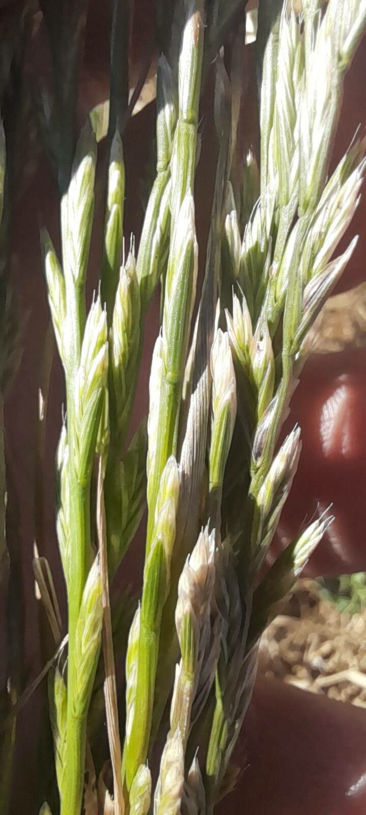 Melica frutescens flower