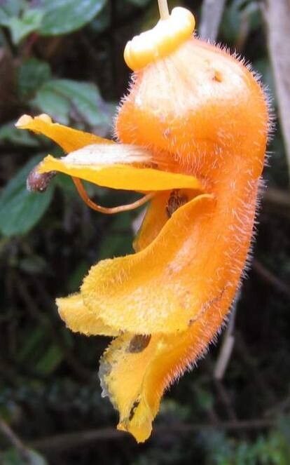 Columnea strigosa — search result for 'Columnea'