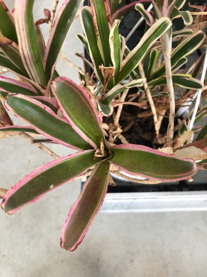 Neoregelia carolinae — search result for 'Brazil'