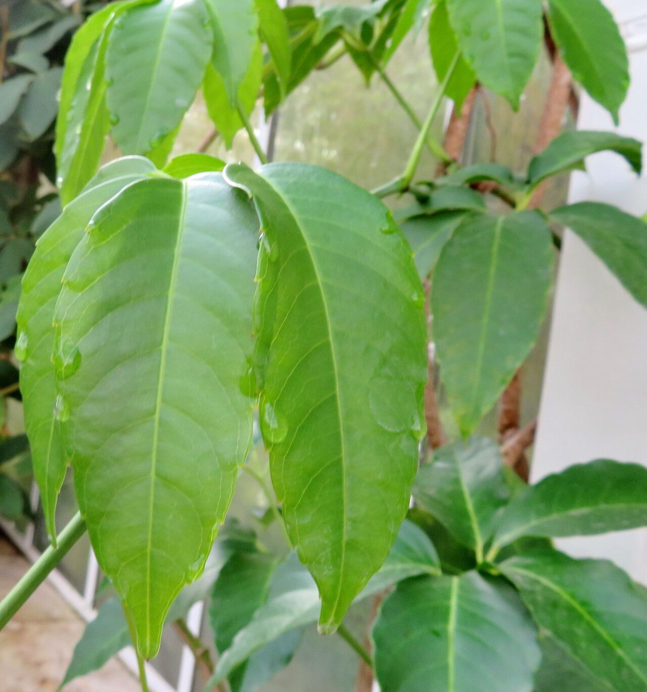 Tetrastigma rumicispermum — search result for 'Tetrastigma'