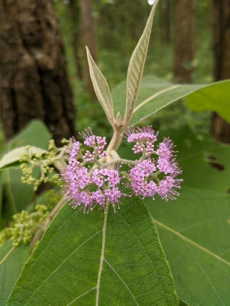 Callicarpa macrophylla — search result for 'Callicarpa'