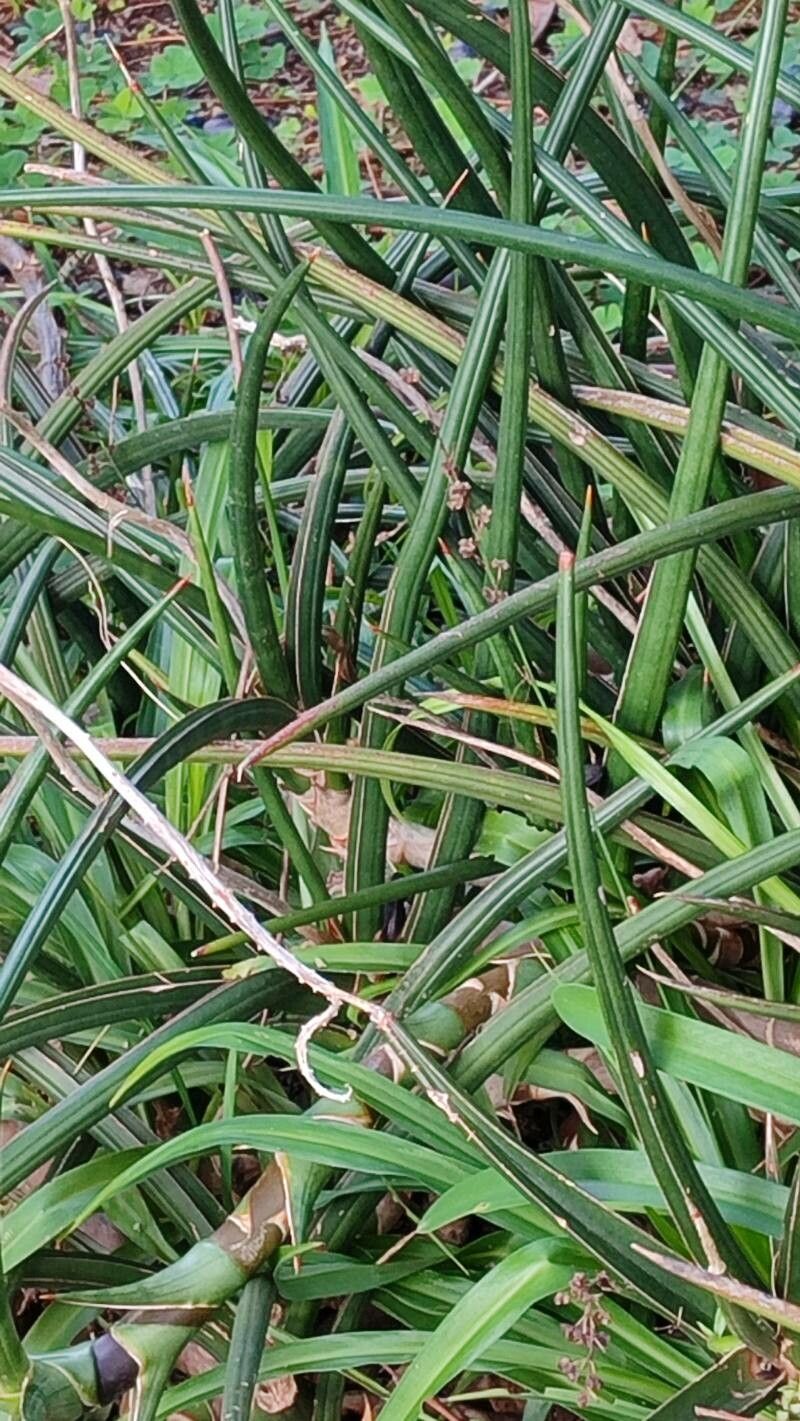 Dracaena downsii — search result for 'Dracaena'