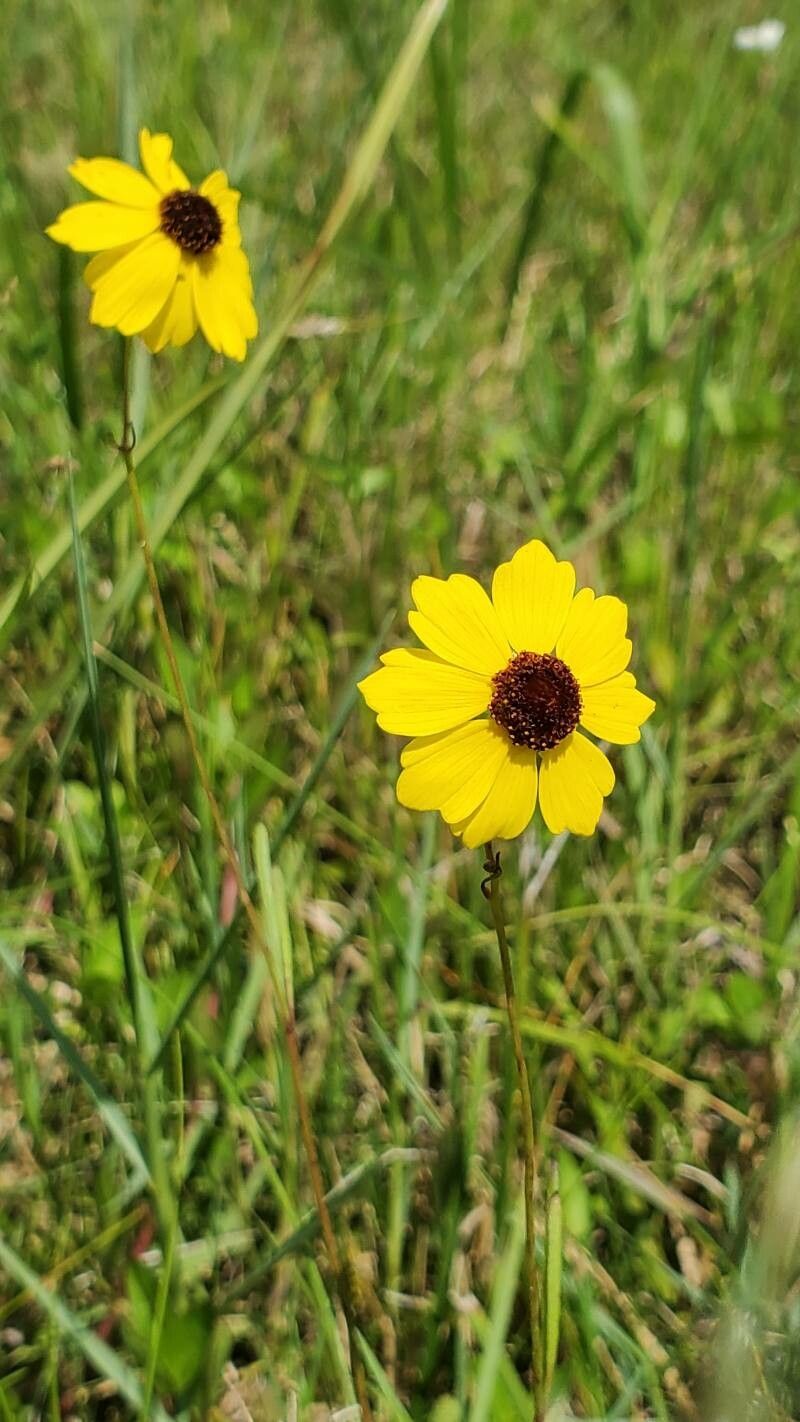Coreopsis leavenworthii flower