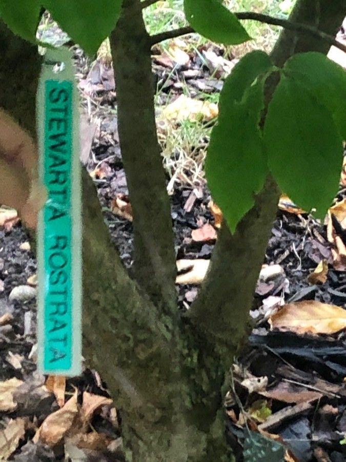 Stewartia rostrata leaf