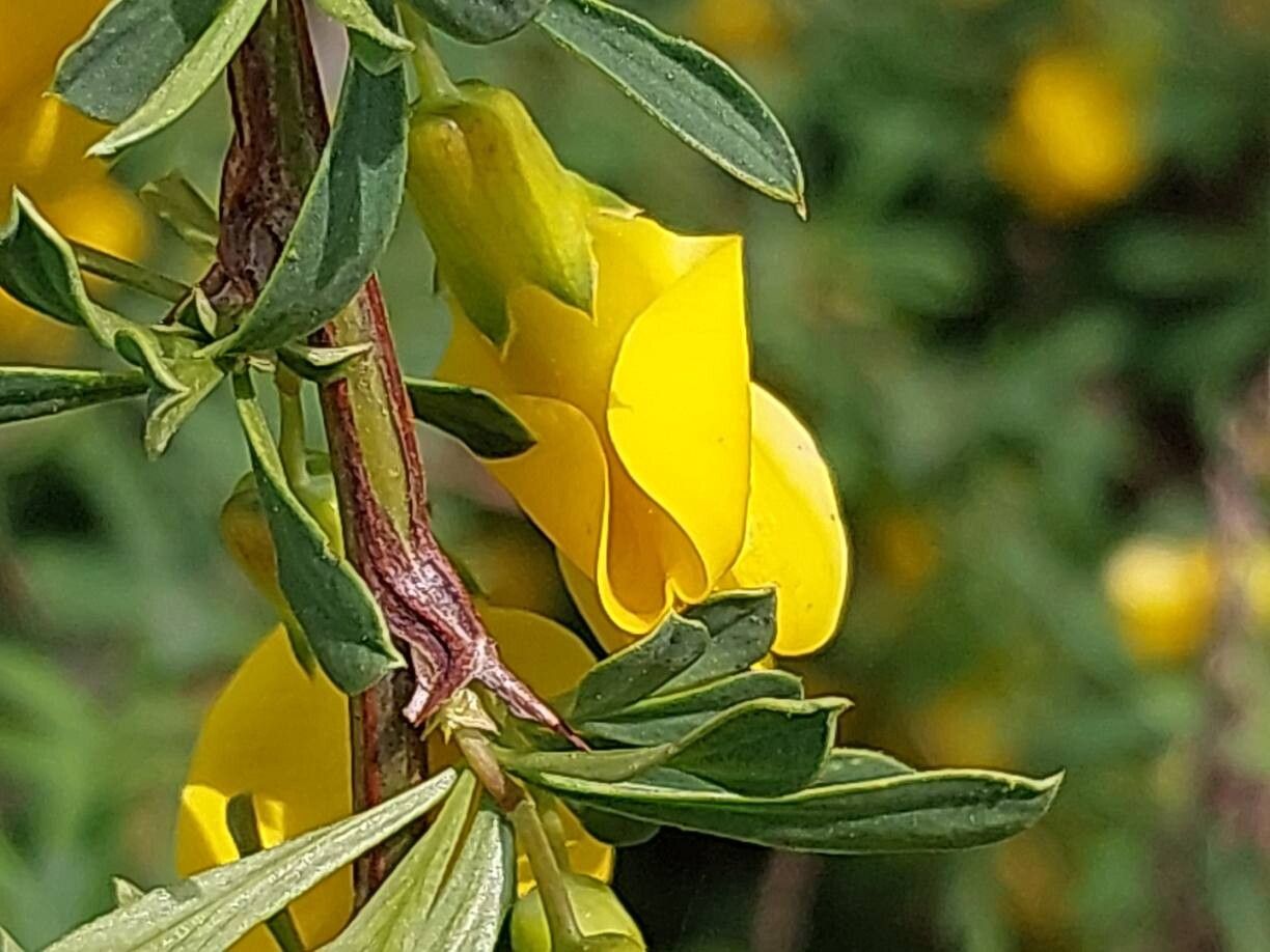 Caragana aurantiaca flower