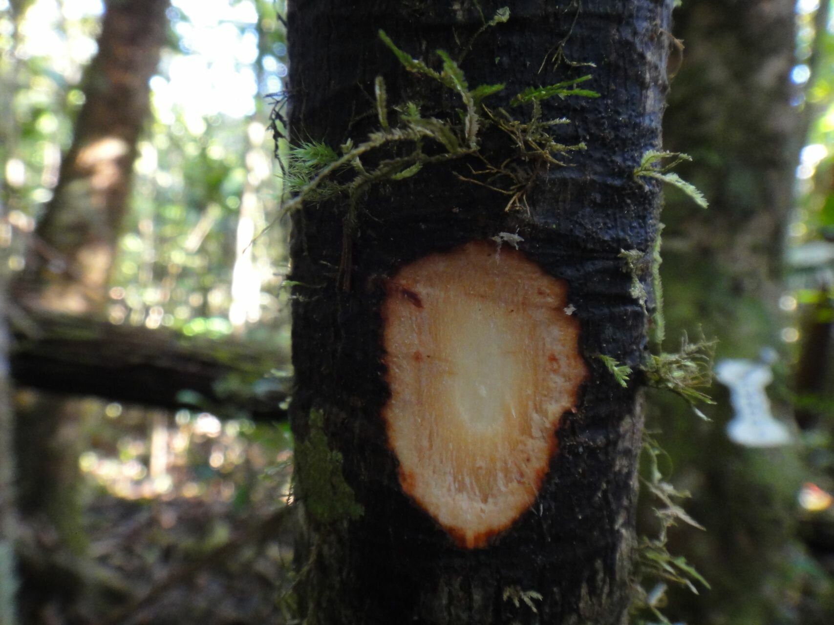 Sloanea magnifolia bark