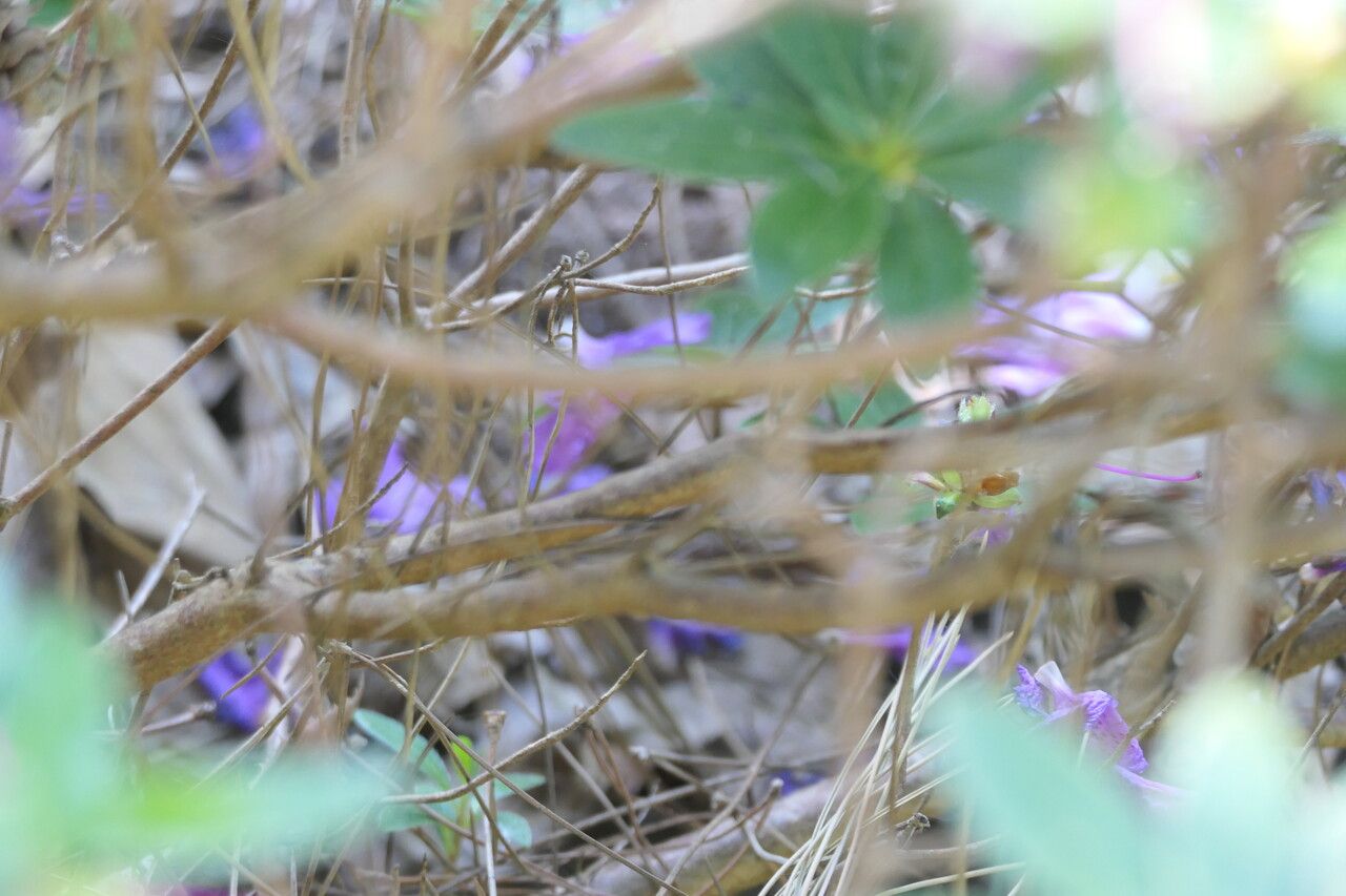 Rhododendron yedoense bark