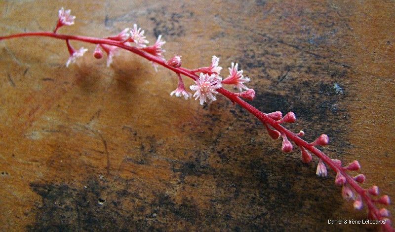 Homalium rivulare flower