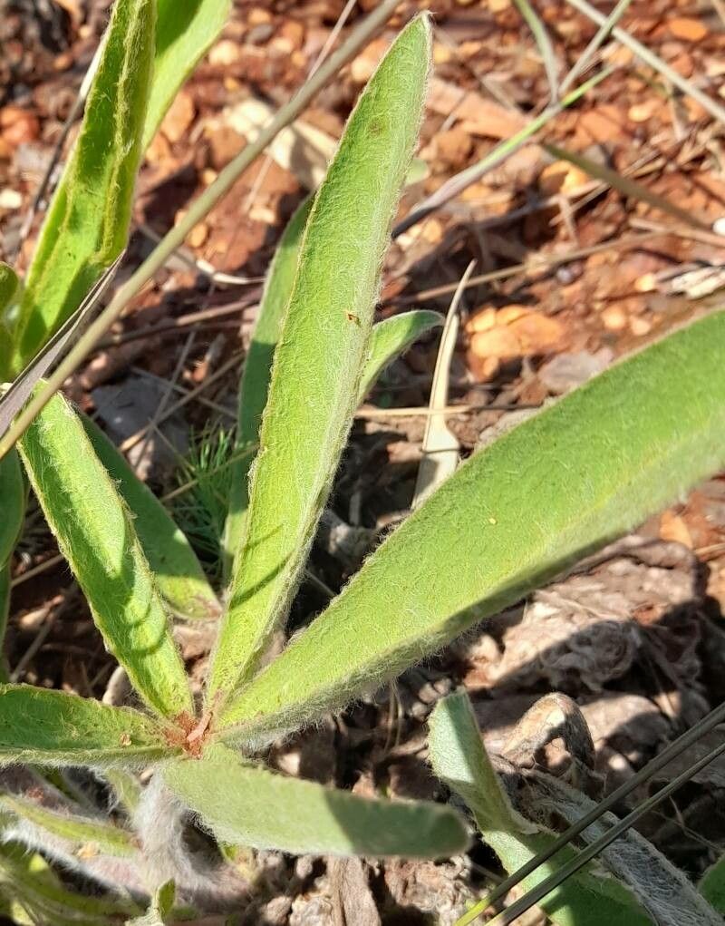 Lupinus paraguariensis — search result for 'Lupinus'