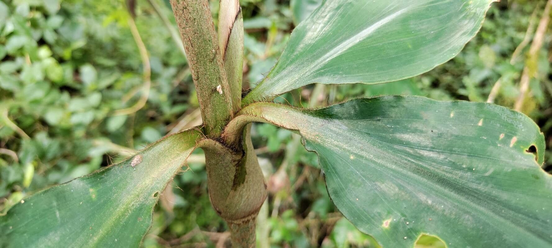 Palisota ambigua — related species from the same genus