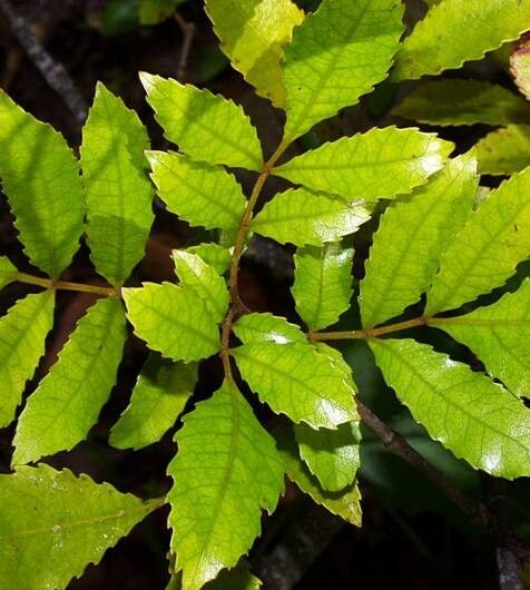 Pterophylla sylvicola leaf