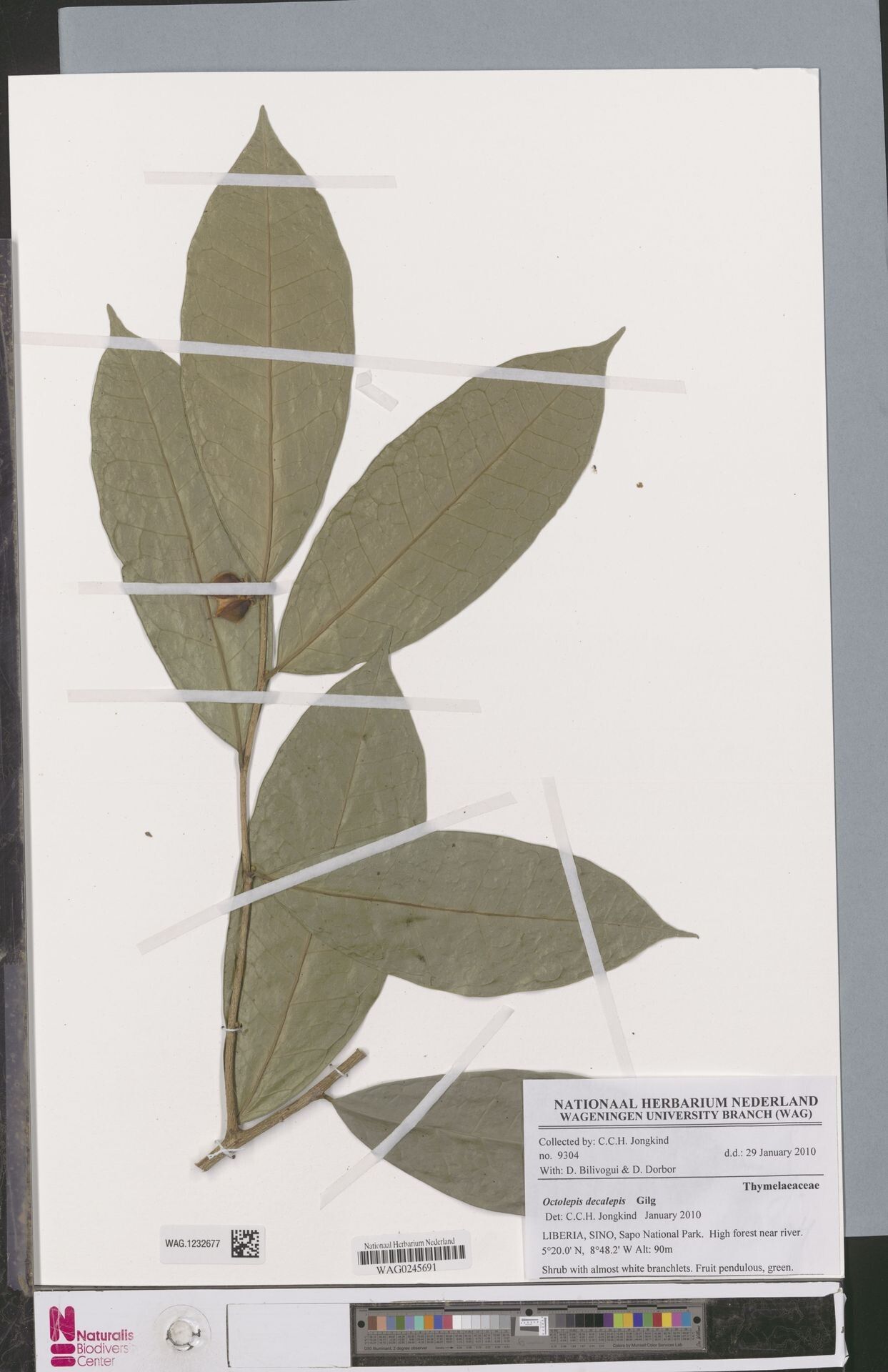 Octolepis decalepis — related species from the same genus