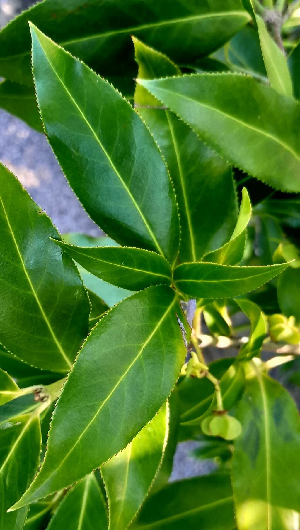 Euonymus lucidus — search result for 'Euonymus'