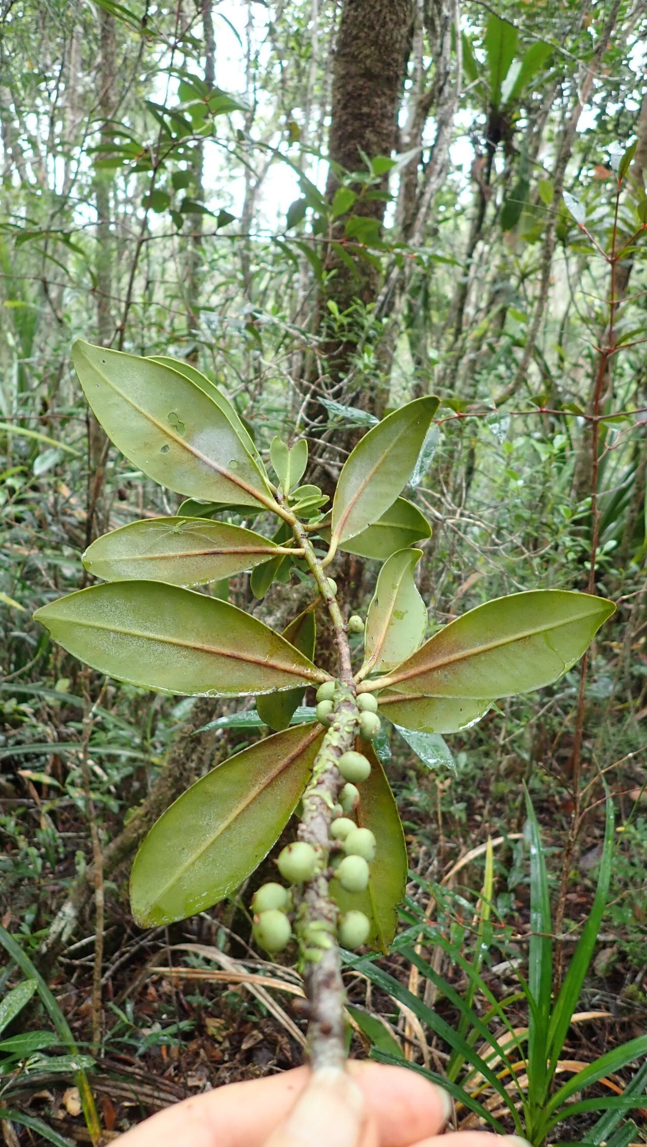 Myrsine macrophylla fruit