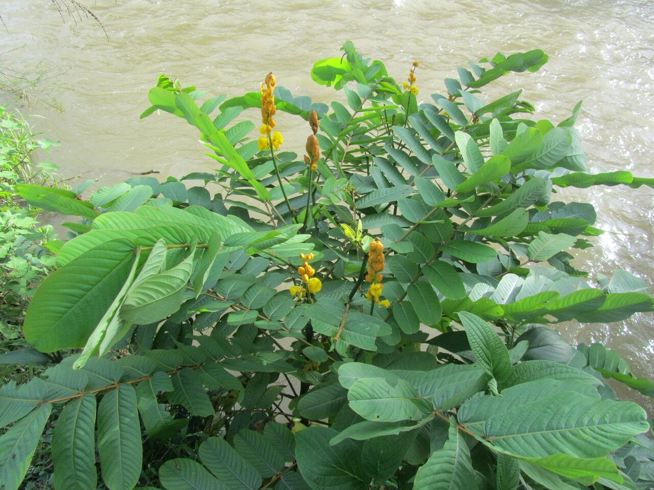 Senna reticulata — search result for 'Senna'