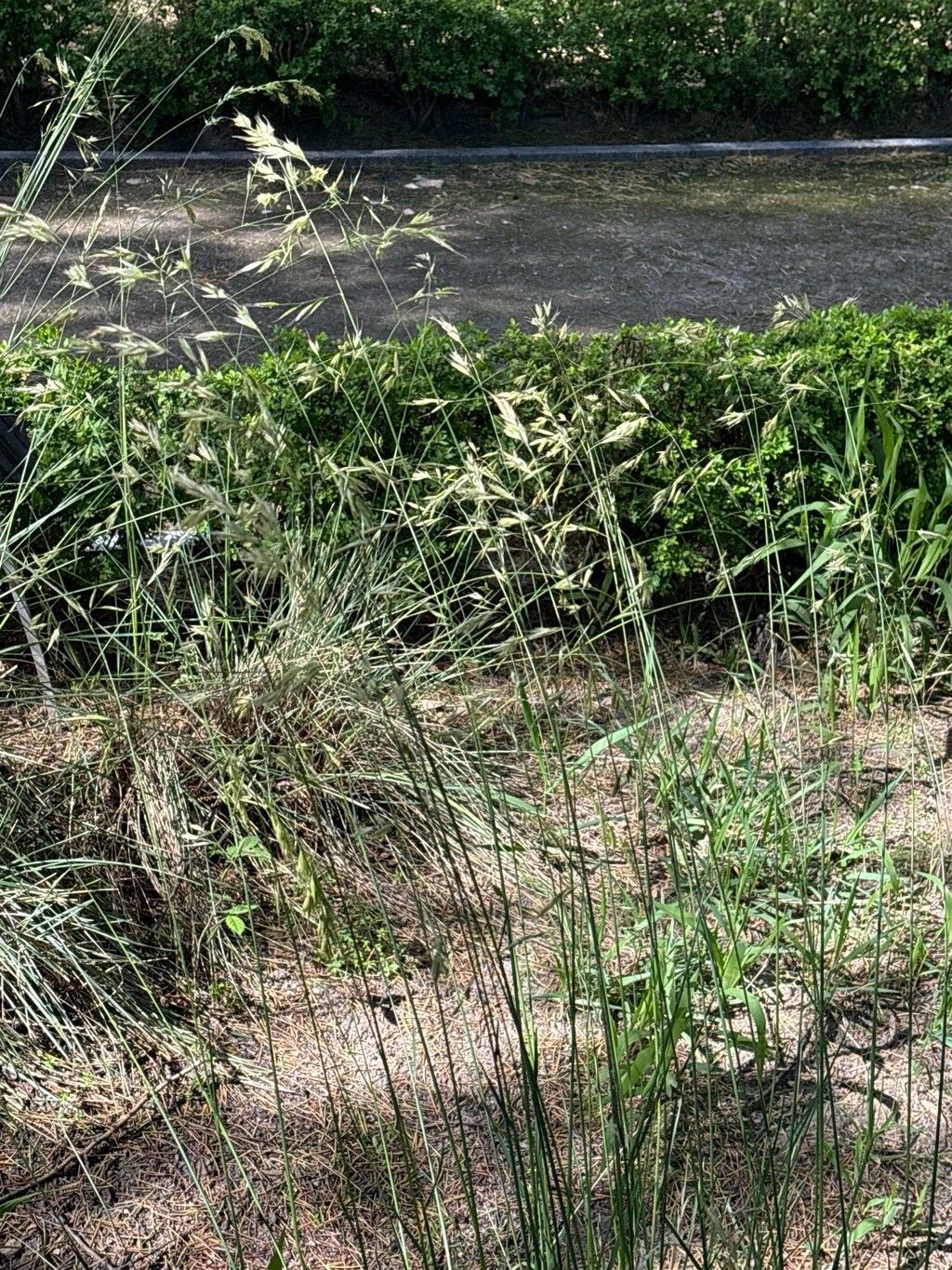 Helictotrichon cantabricum flower