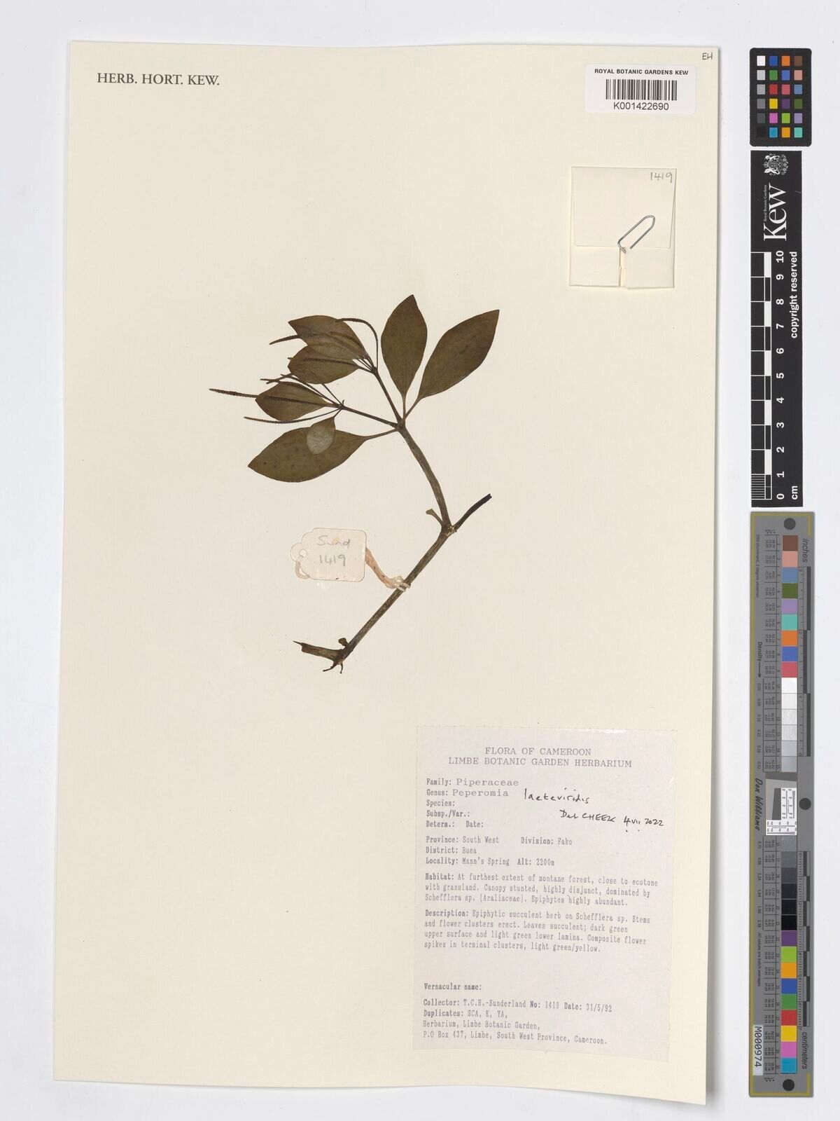 Peperomia laeteviridis — houseplant care guide