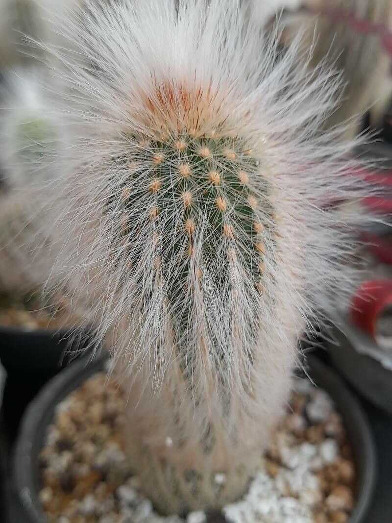 Echinocereus longisetus leaf