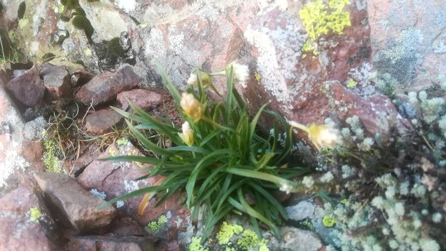 Armeria leucocephala habit