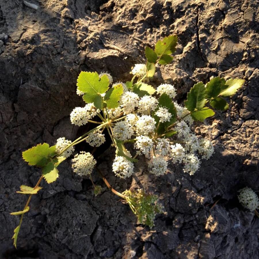 Cervaria rivini flower