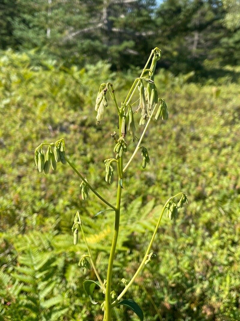 Nabalus serpentarius flower