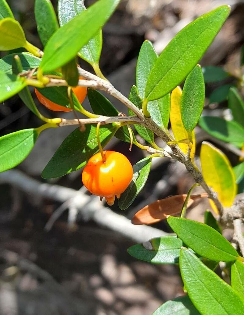 Myrceugenia chrysocarpa fruit