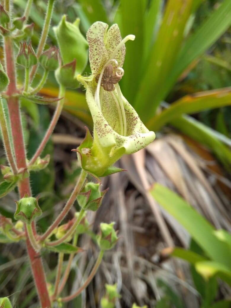 Sinningia brasiliensis