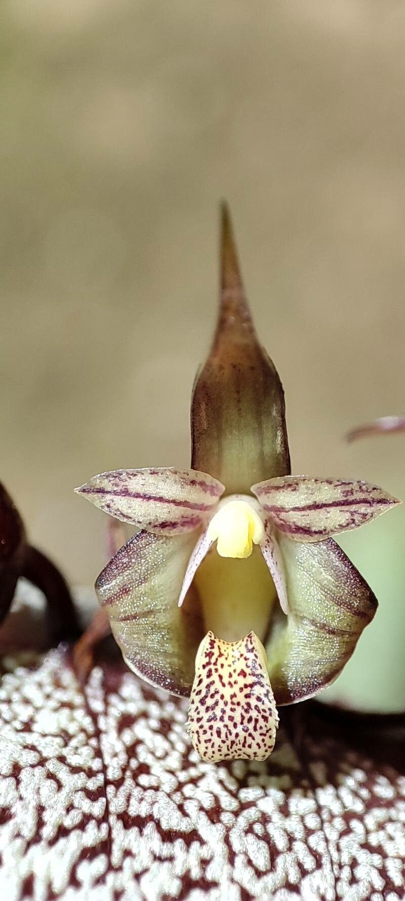Bulbophyllum colubrinum flower