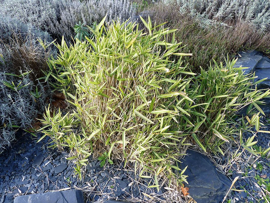 Pleioblastus fortunei habit