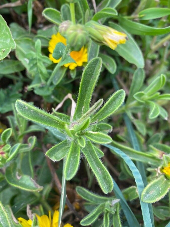 Pallenis maritima leaf