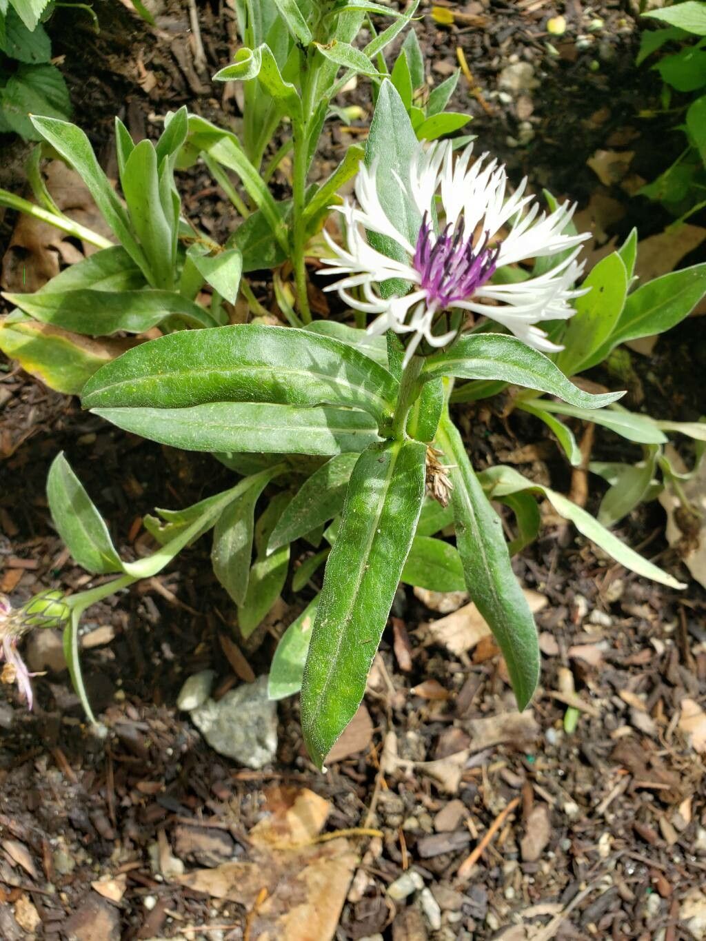 Centaurea lugdunensis leaf