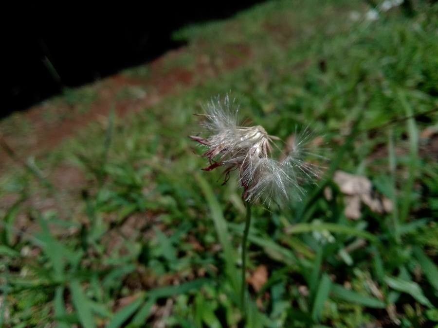 Emilia fosbergii fruit