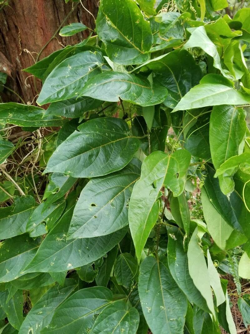 Passiflora maliformis leaf