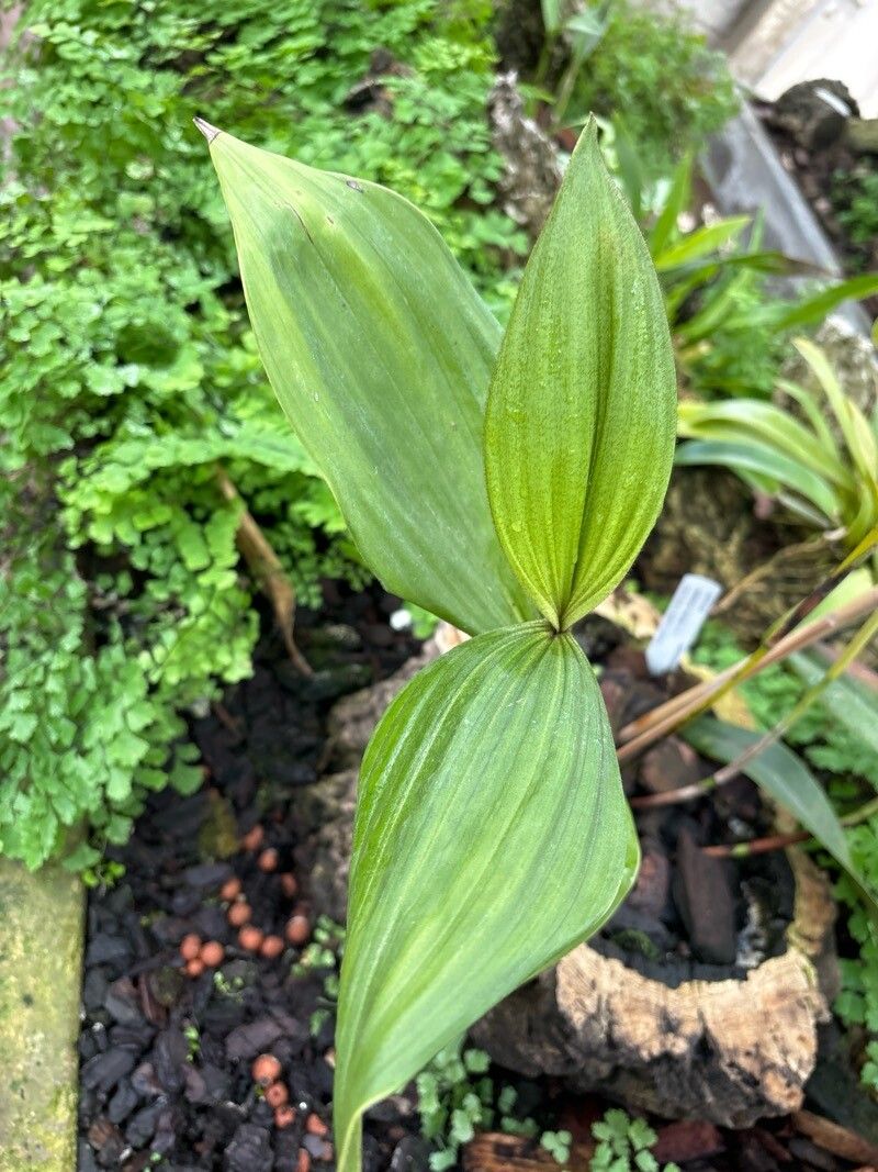 Sobralia valida leaf