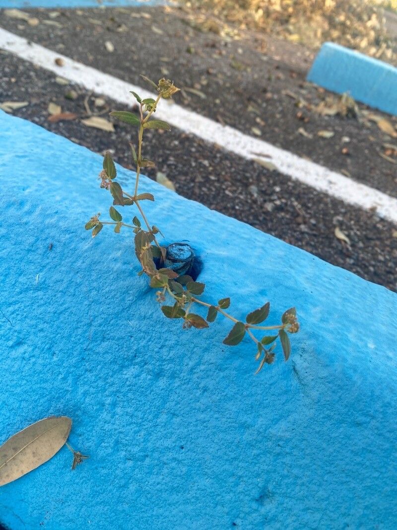 Chamaesyce hyssopifolia — related species from the same genus