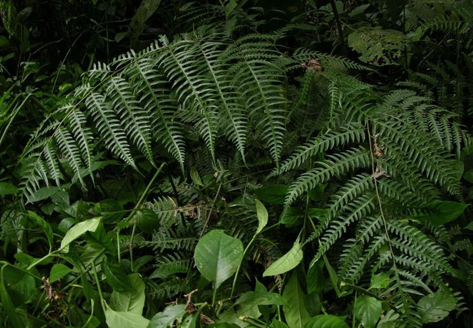 Pteris altissima habit