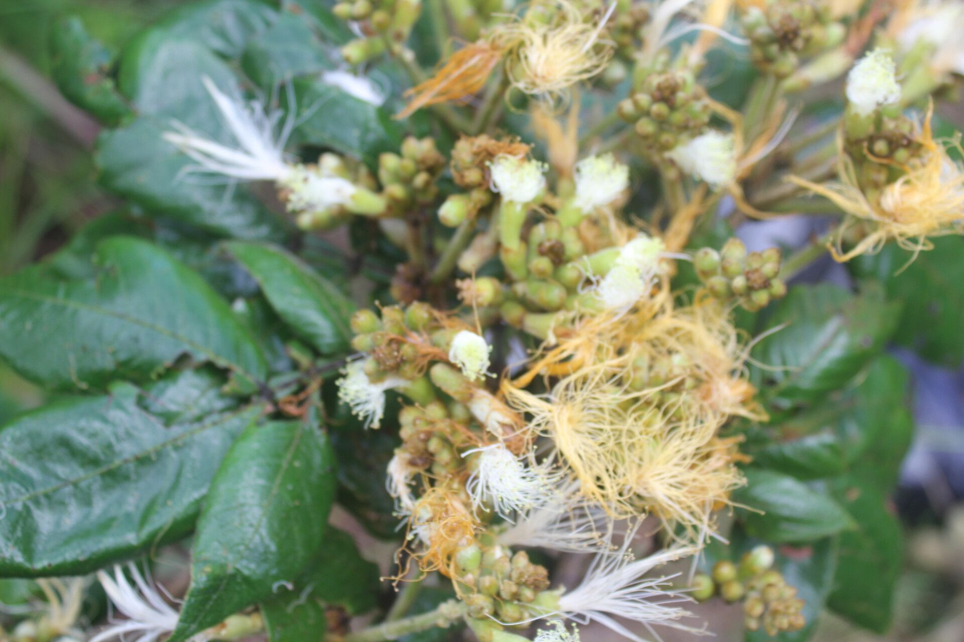 Inga herrerae flower