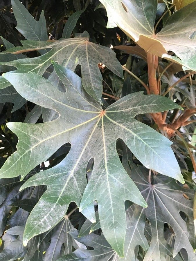 Oreopanax dactylifolius — related species from the same genus