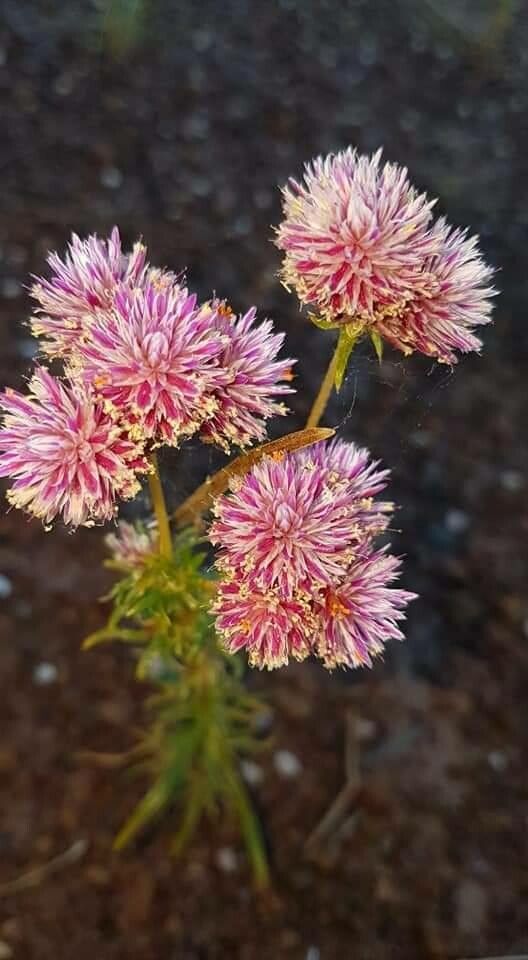 Gomphrena pulchella — search result for 'Gomphrena'