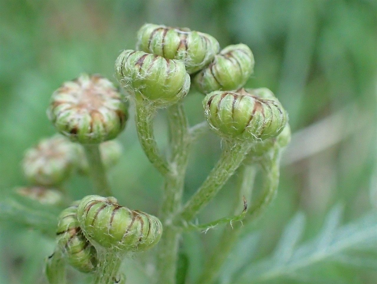Tanacetum corymbosum fruit