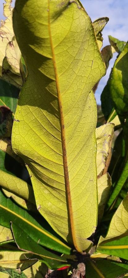 Ixora margaretae leaf
